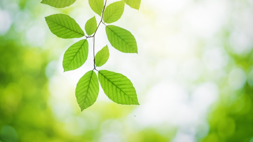 Green leaves